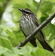 Streaked Flycatcher