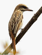 Streaked Flycatcher