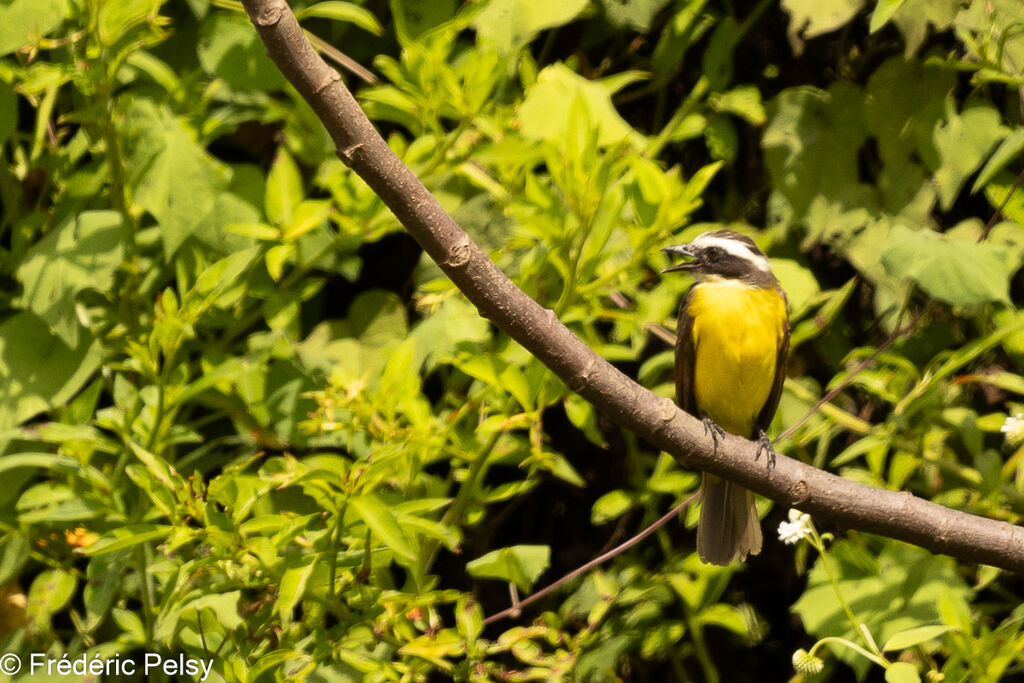 Rusty-margined Flycatcher