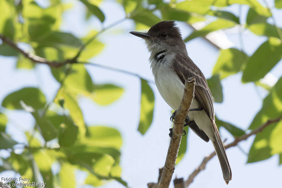 Puerto Rican Flycatcheradult, identification