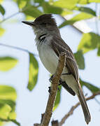 Puerto Rican Flycatcher