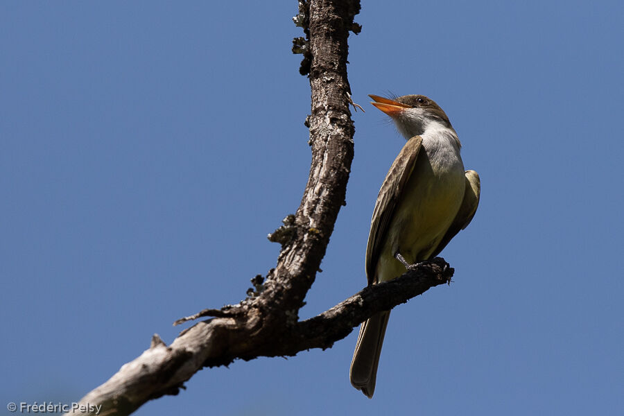 Swainson's Flycatcher