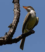 Swainson's Flycatcher