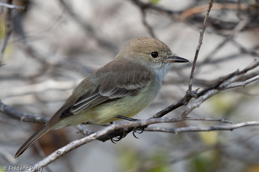 Tyran des Galapagos