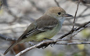 Galapagos Flycatcher