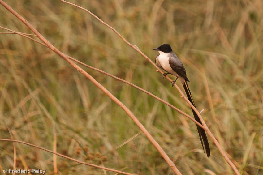 Fork-tailed Flycatcheradult