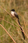 Fork-tailed Flycatcher