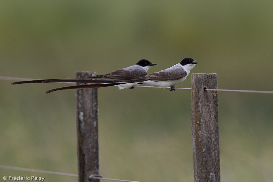 Fork-tailed Flycatcher