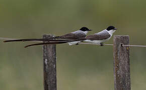 Fork-tailed Flycatcher