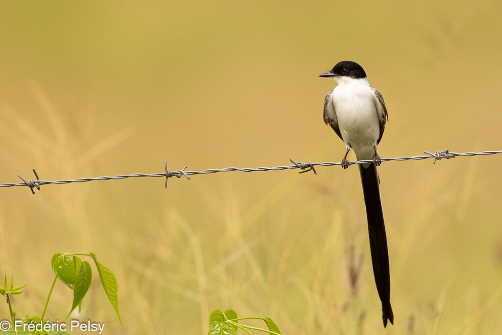 Fork-tailed Flycatcher