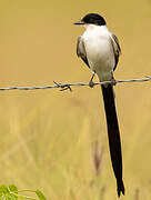 Fork-tailed Flycatcher