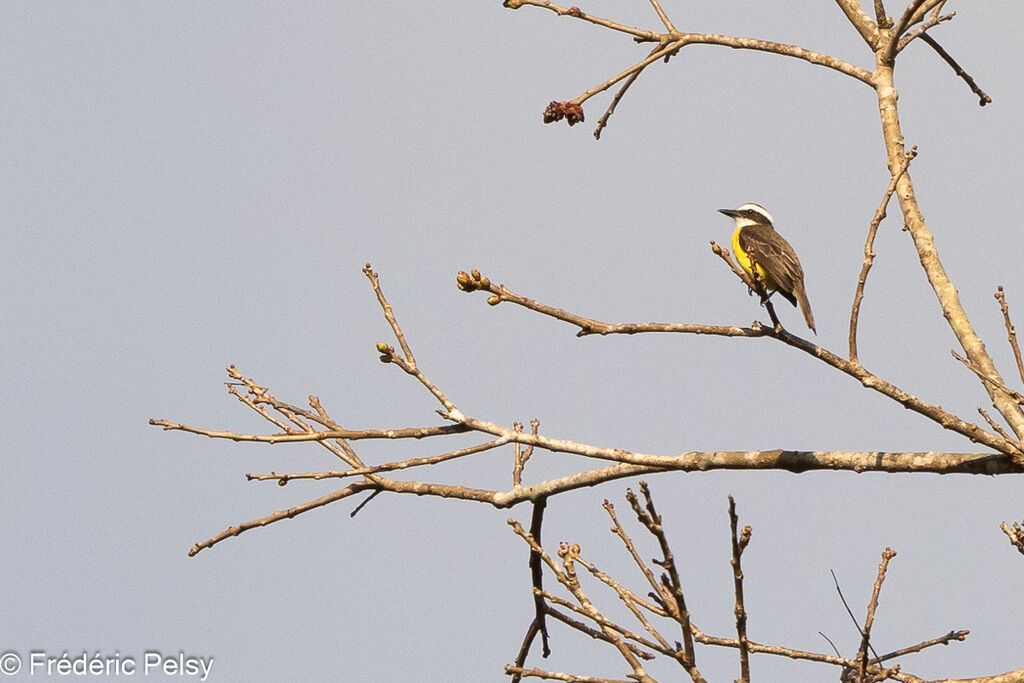 White-ringed Flycatcher