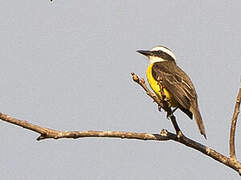 White-ringed Flycatcher