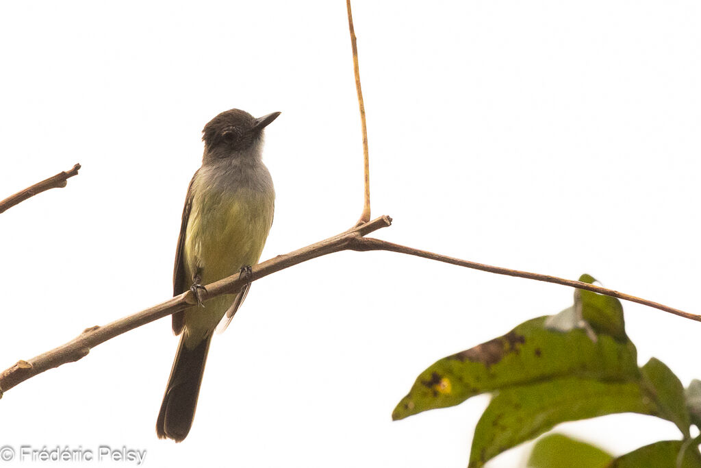 Panama Flycatcher