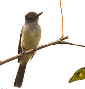 Panama Flycatcher