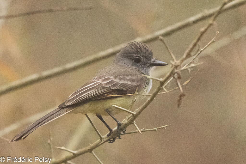 Panama Flycatcher