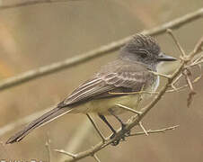 Panama Flycatcher