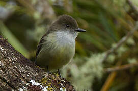 Pale-edged Flycatcher