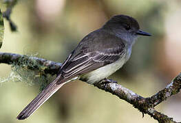 Pale-edged Flycatcher