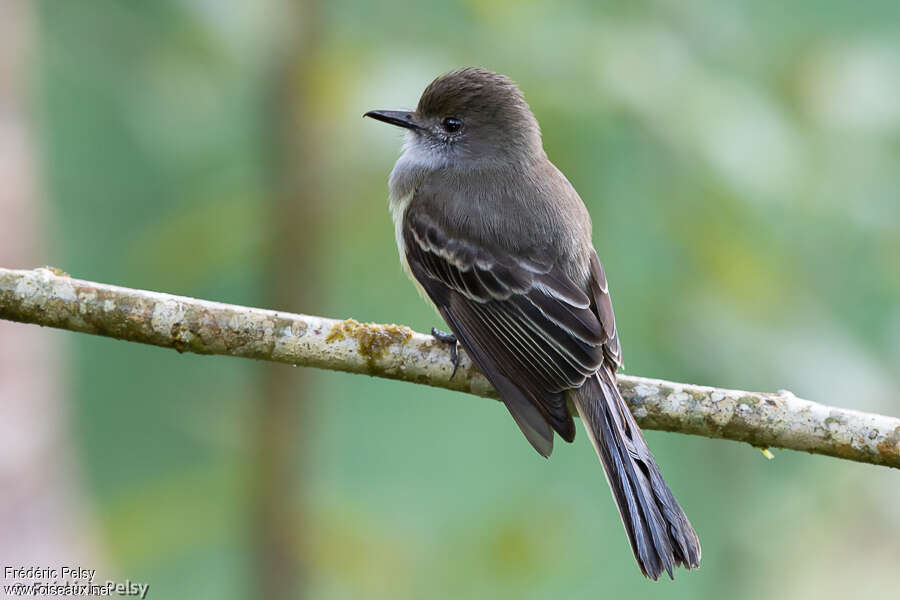 Pale-edged Flycatcheradult, pigmentation