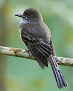 Pale-edged Flycatcher