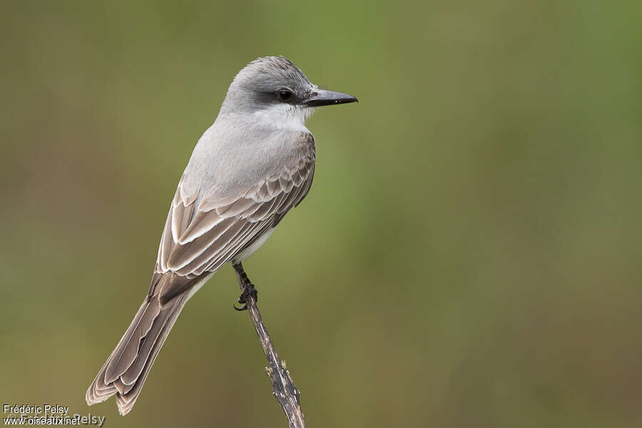 Grey Kingbirdadult, pigmentation