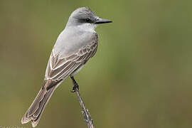 Grey Kingbird