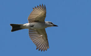 Grey Kingbird