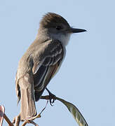 Stolid Flycatcher