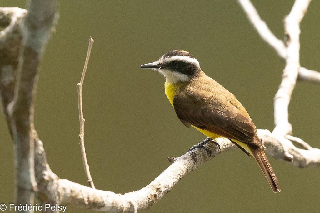 Lesser Kiskadee