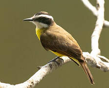 Lesser Kiskadee