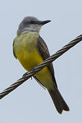 Tropical Kingbird