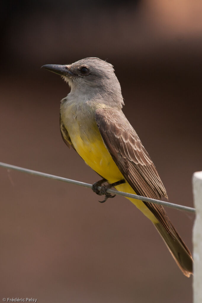 Tropical Kingbird