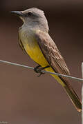 Tropical Kingbird