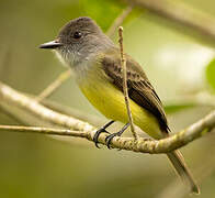 Dusky-capped Flycatcher