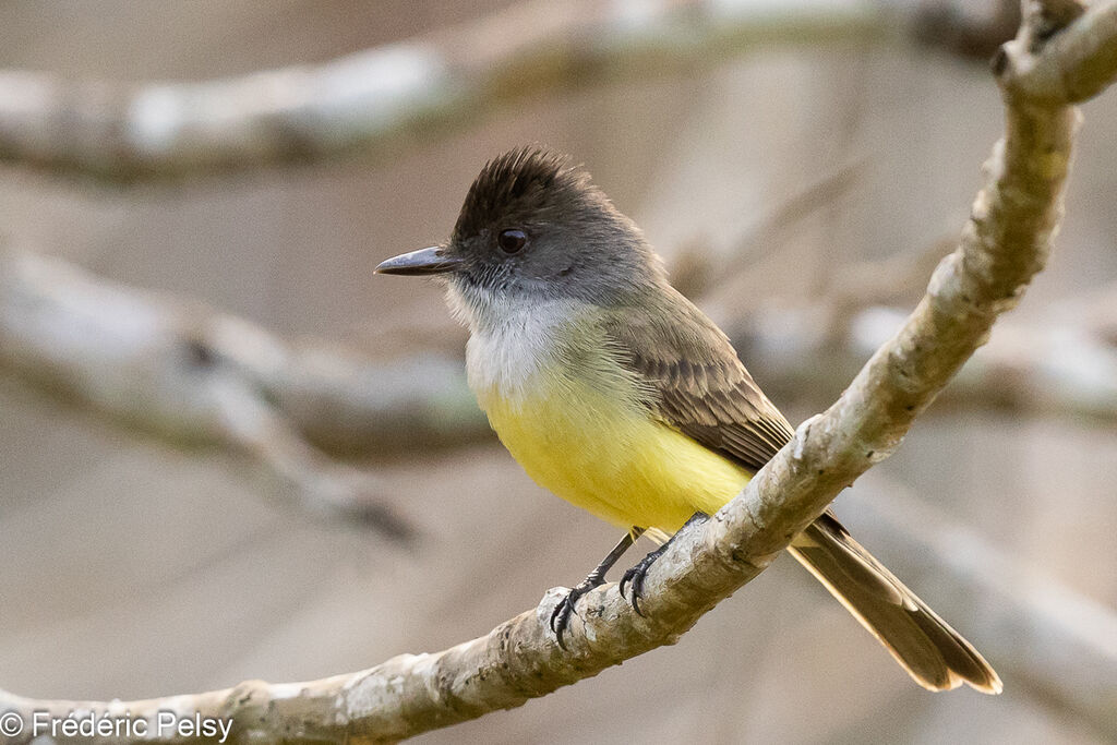 Dusky-capped Flycatcher