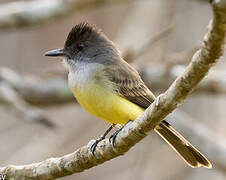 Dusky-capped Flycatcher