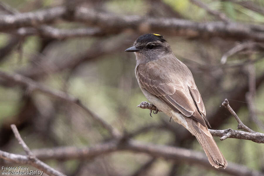 Crowned Slaty Flycatcheradult, identification