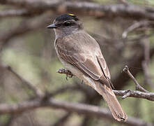 Crowned Slaty Flycatcher