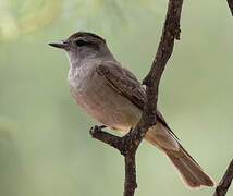 Crowned Slaty Flycatcher