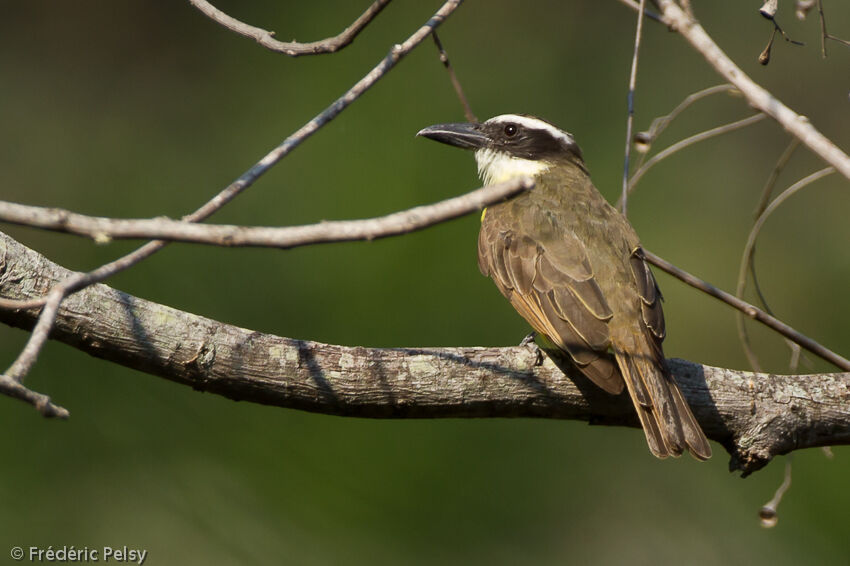 Boat-billed Flycatcher