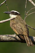 Boat-billed Flycatcher