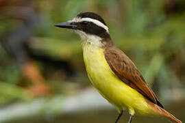 Great Kiskadee