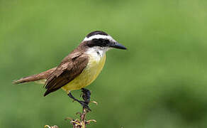 Great Kiskadee