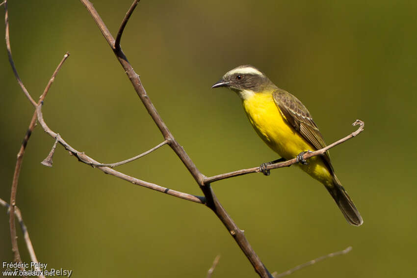 Social Flycatcheradult, identification