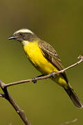 Social Flycatcher