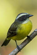 Social Flycatcher