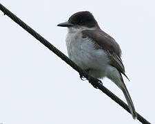 Loggerhead Kingbird