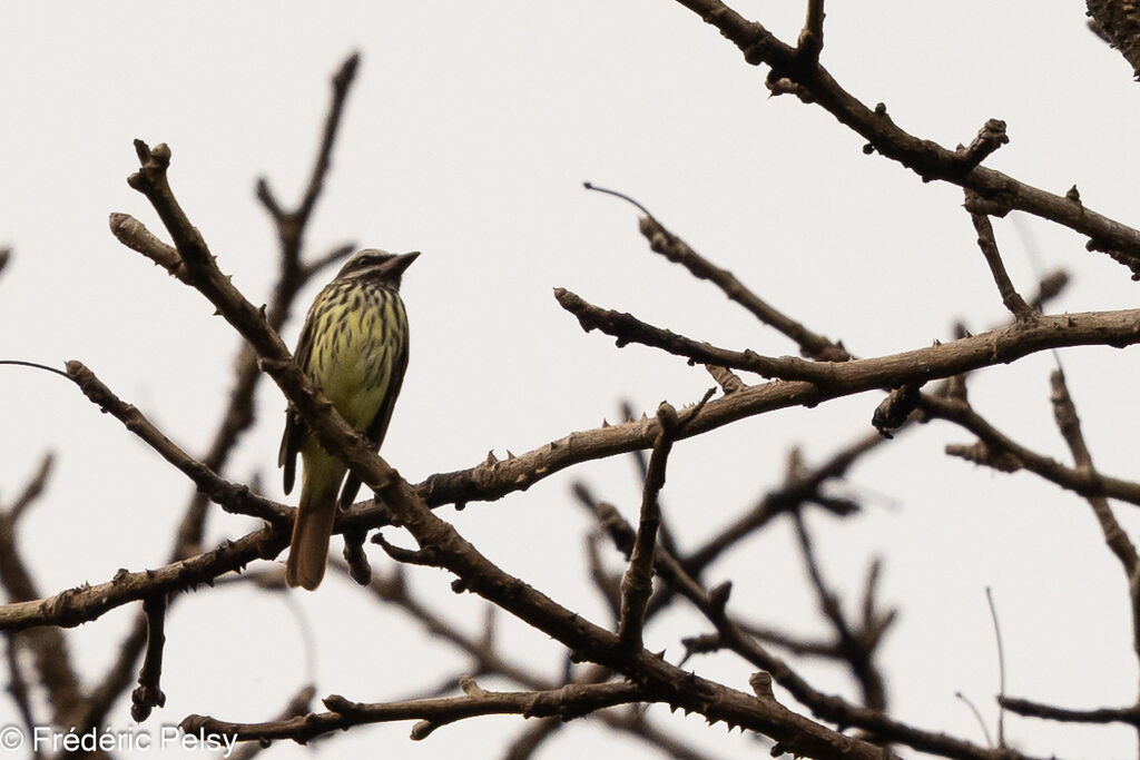 Sulphur-bellied Flycatcher