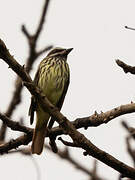 Sulphur-bellied Flycatcher